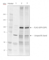 COP1 | E3 ubiquitin-protein ligase COP1